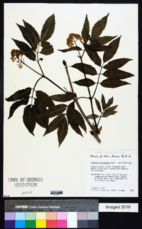 Sambucus racemosa subsp. racemosa image