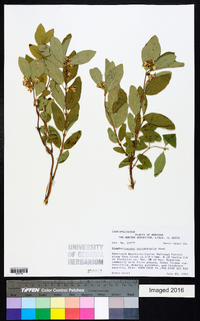 Symphoricarpos occidentalis image