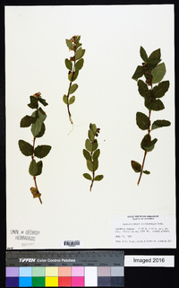 Symphoricarpos occidentalis image