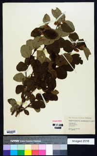 Symphoricarpos occidentalis image