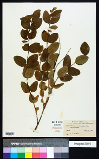 Symphoricarpos occidentalis image