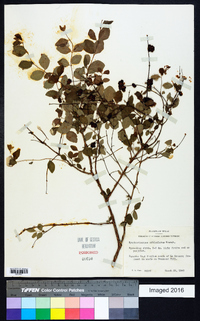 Symphoricarpos orbiculatus image