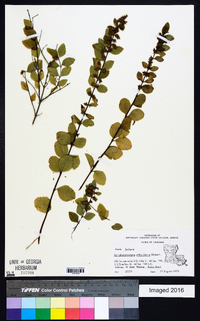 Symphoricarpos orbiculatus image