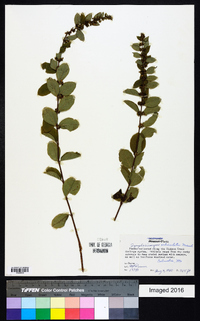 Symphoricarpos orbiculatus image