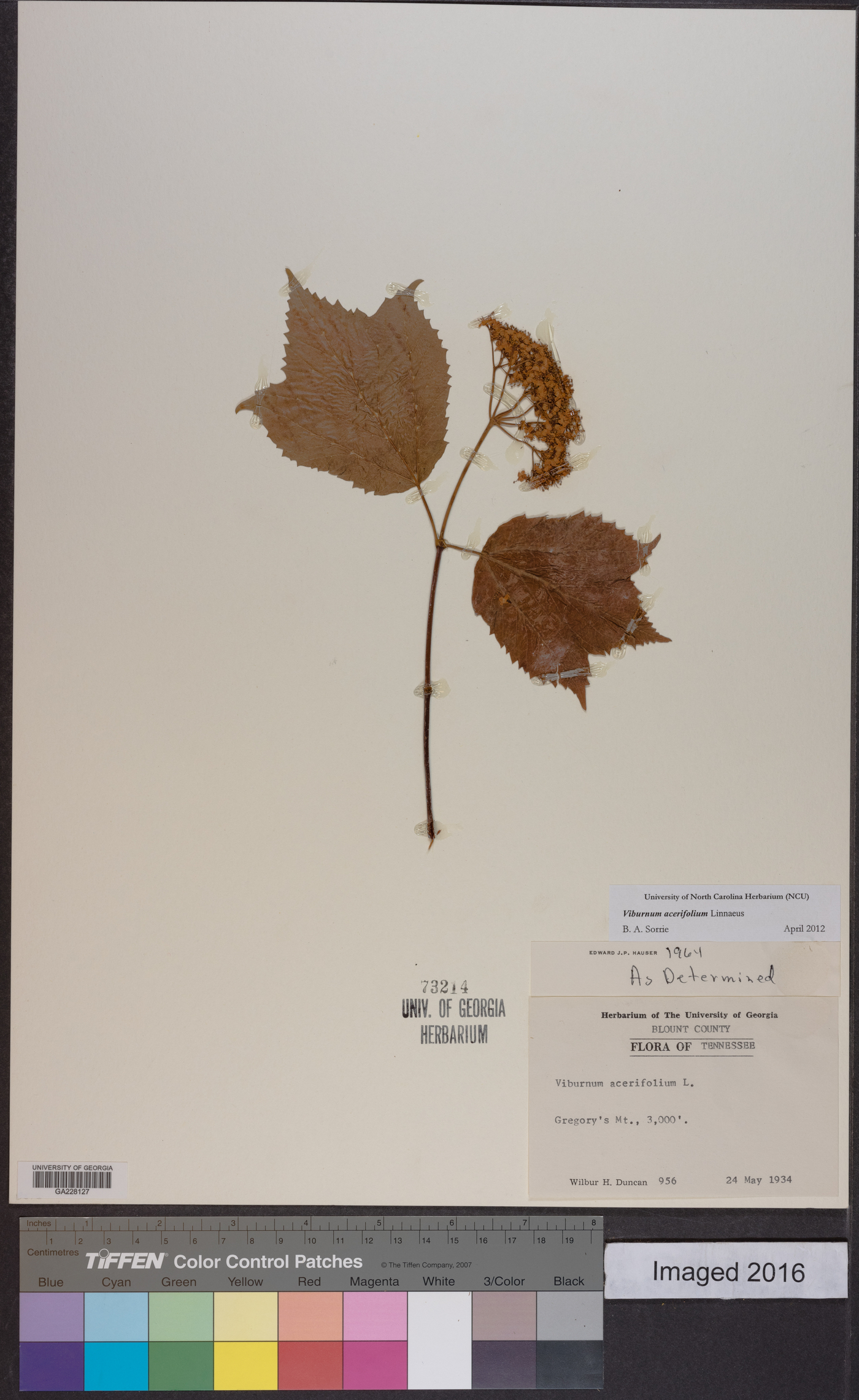 Viburnum acerifolium var. acerifolium image