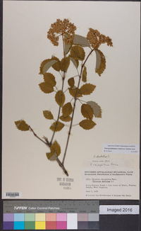 Viburnum dentatum var. lucidum image