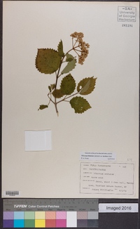 Viburnum dentatum var. lucidum image
