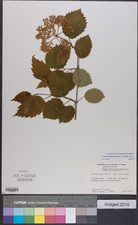 Viburnum dentatum var. lucidum image