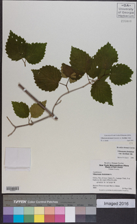 Viburnum dentatum var. lucidum image