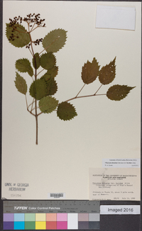 Viburnum dentatum var. lucidum image