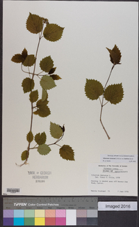 Viburnum dentatum var. lucidum image