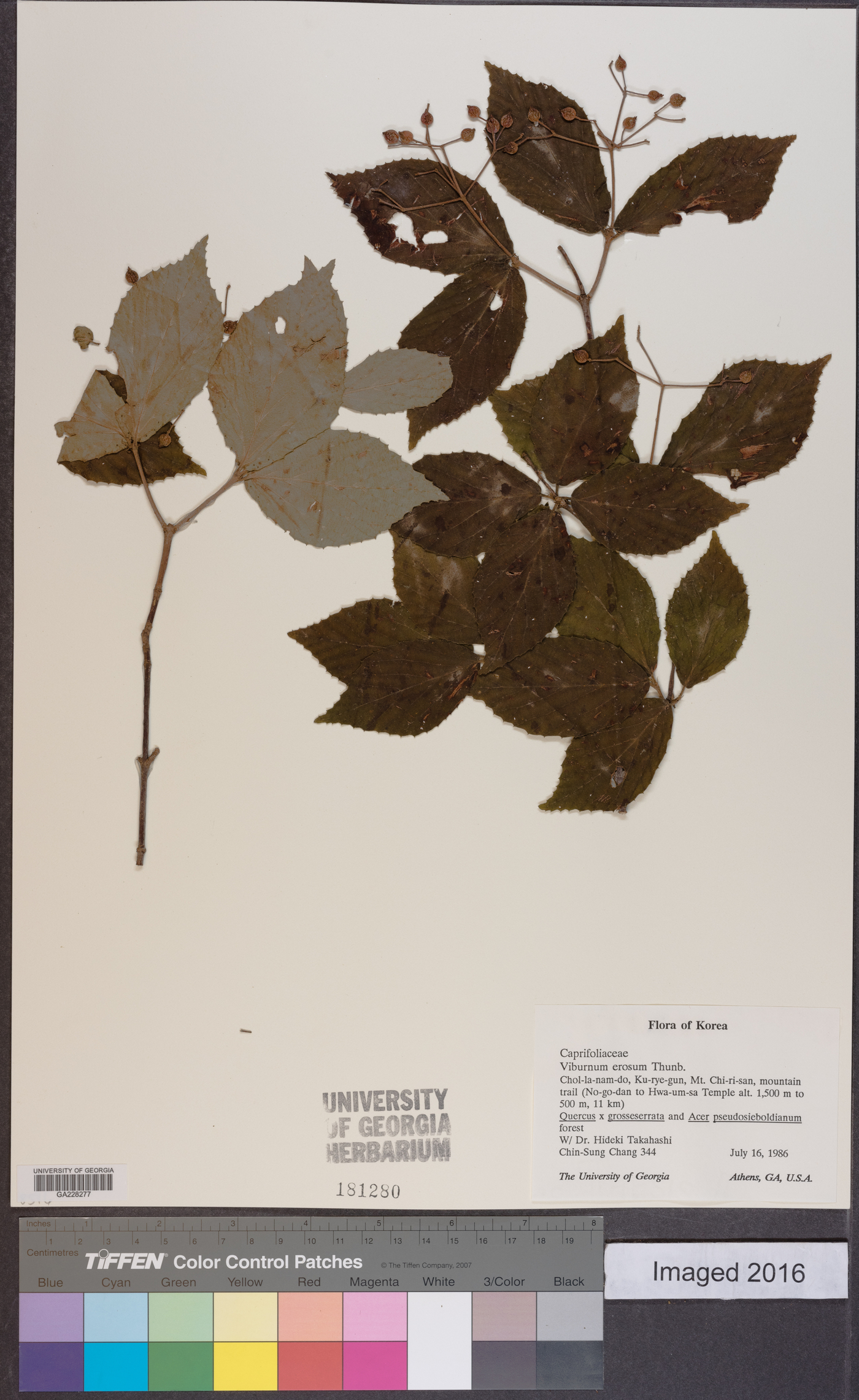 Viburnum erosum image