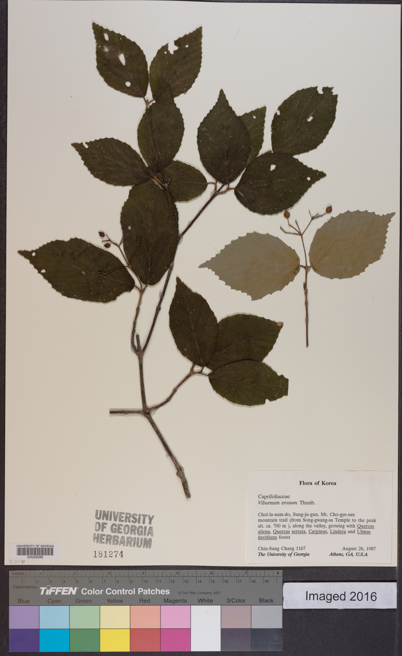 Viburnum erosum image