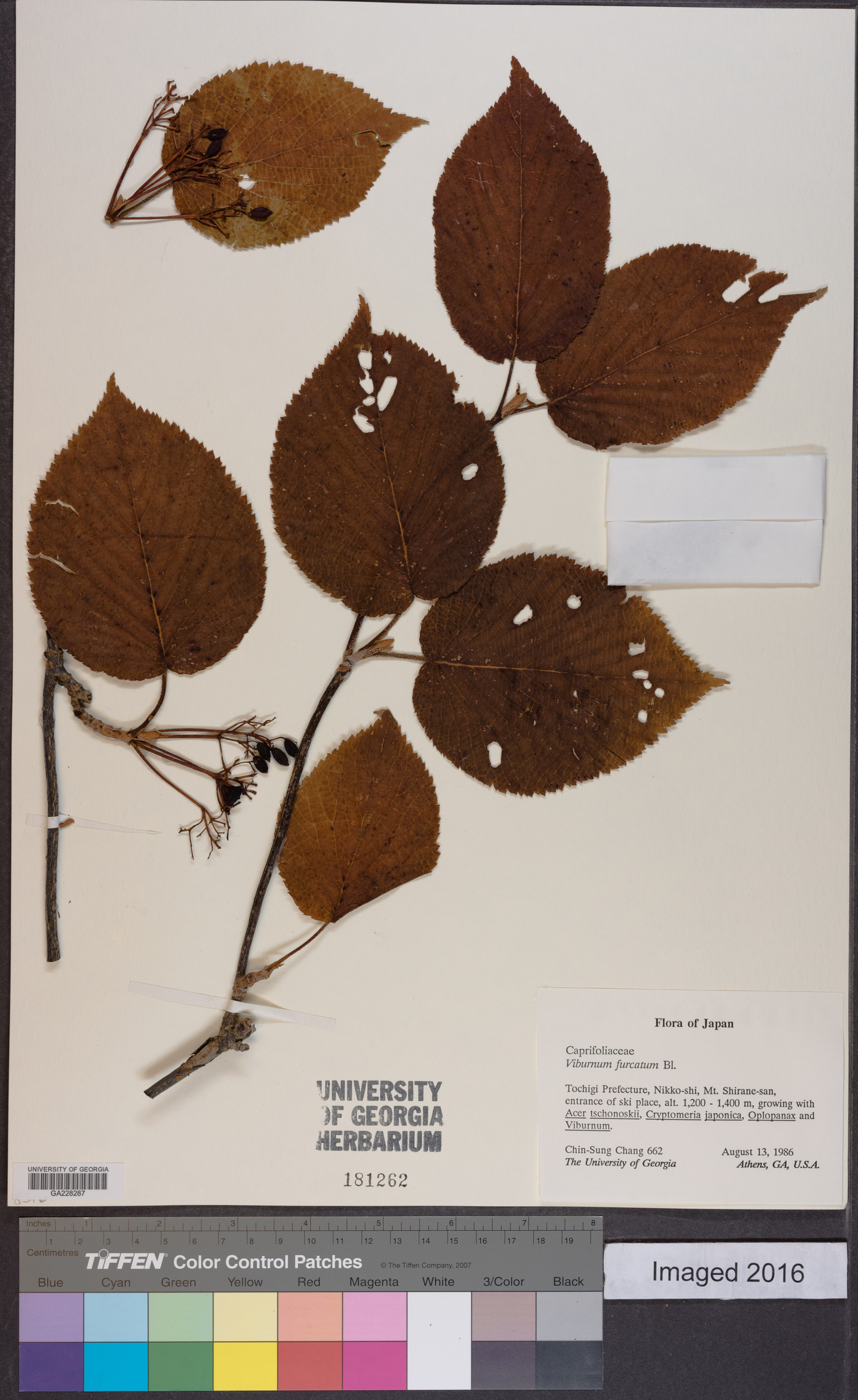Viburnum furcatum image