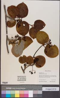 Viburnum furcatum image