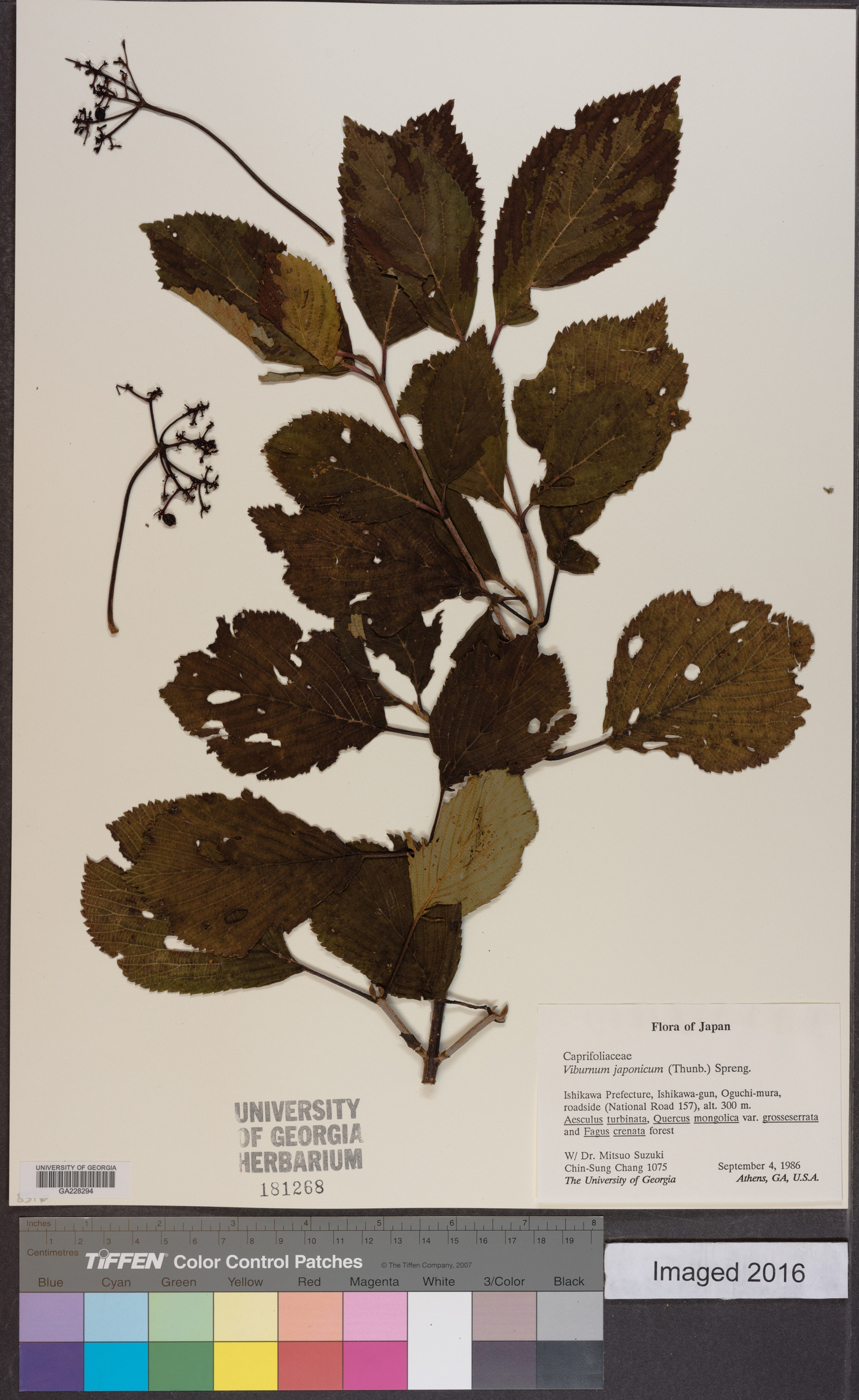 Viburnum japonicum image