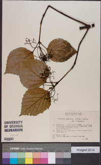 Viburnum japonicum image