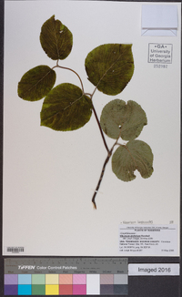 Viburnum lantanoides image