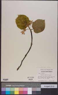 Viburnum lantanoides image