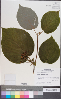 Viburnum lantanoides image