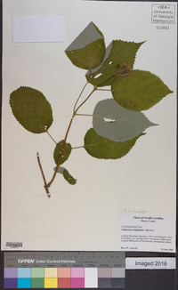 Viburnum lantanoides image