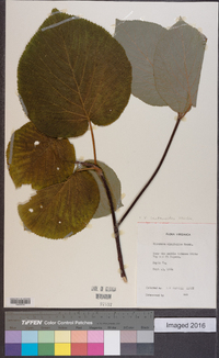 Viburnum lantanoides image