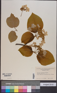 Viburnum lantanoides image