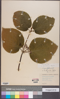 Viburnum lantanoides image