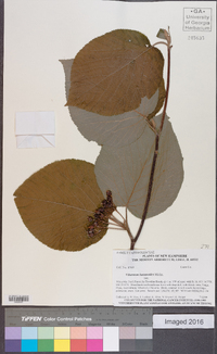 Viburnum lantanoides image