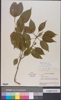 Viburnum lentago image