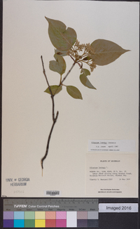 Viburnum lentago image