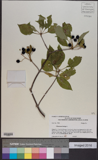 Viburnum lentago image