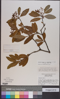 Viburnum cassinoides image