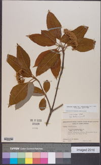 Viburnum cassinoides image