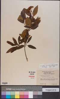 Viburnum cassinoides image