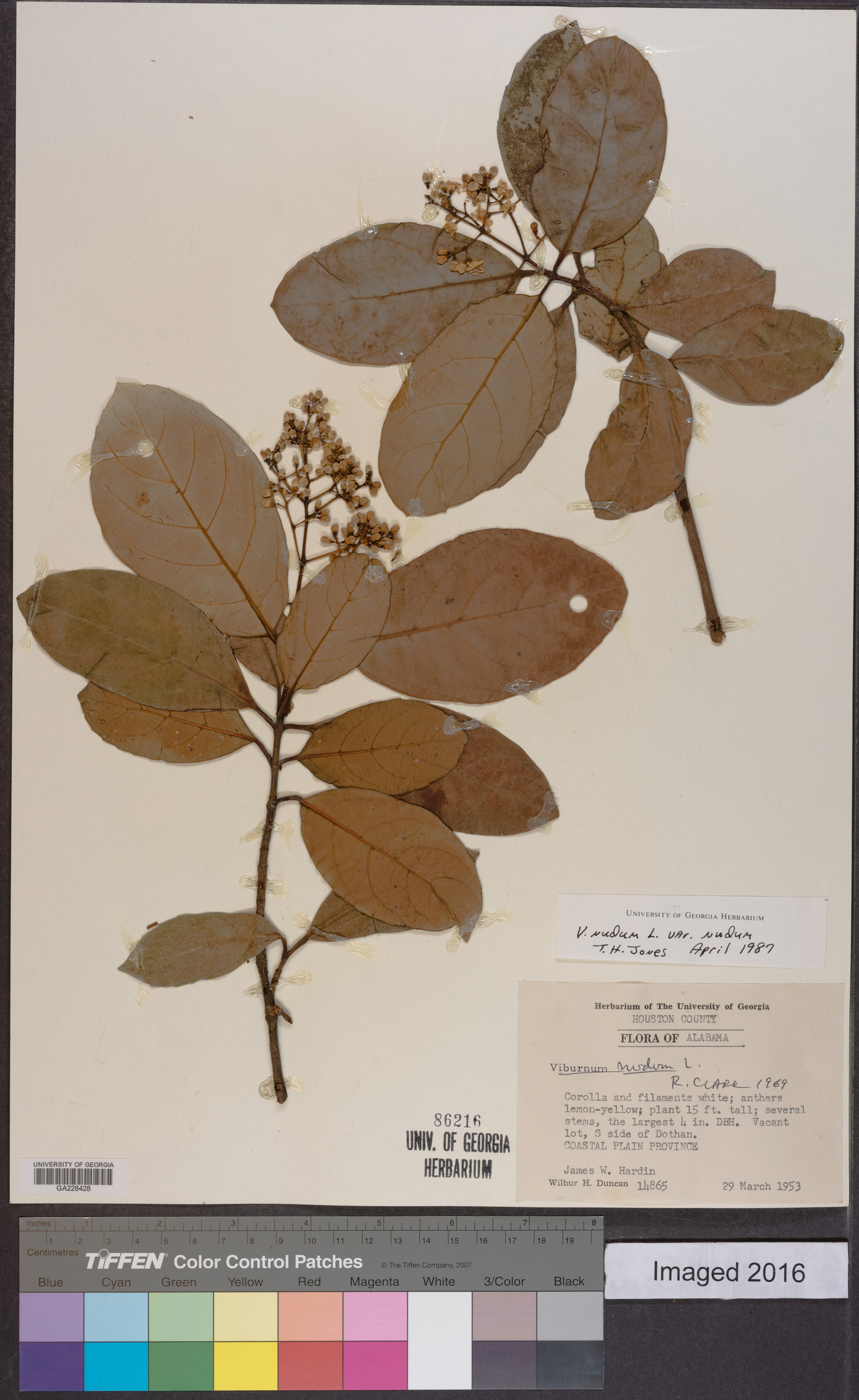 Viburnum nudum var. nudum image