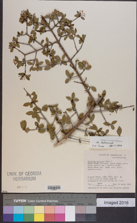 Viburnum obovatum image