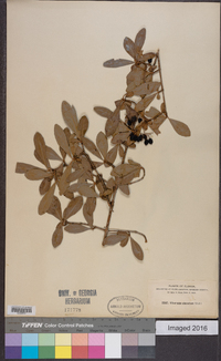 Viburnum obovatum image