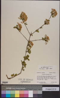 Viburnum obovatum image