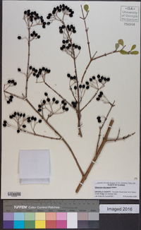 Viburnum obovatum image