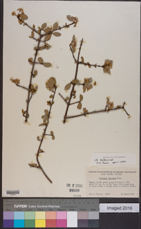 Viburnum obovatum image