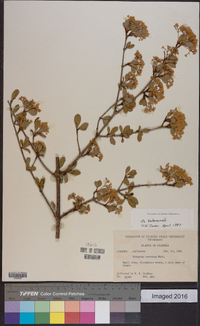 Viburnum obovatum image