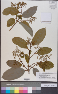 Viburnum odoratissimum image