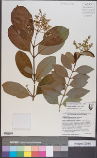 Viburnum odoratissimum image