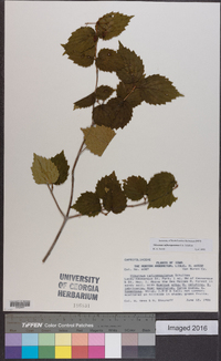 Viburnum rafinesqueanum image