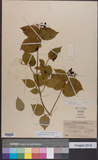 Viburnum rafinesqueanum image