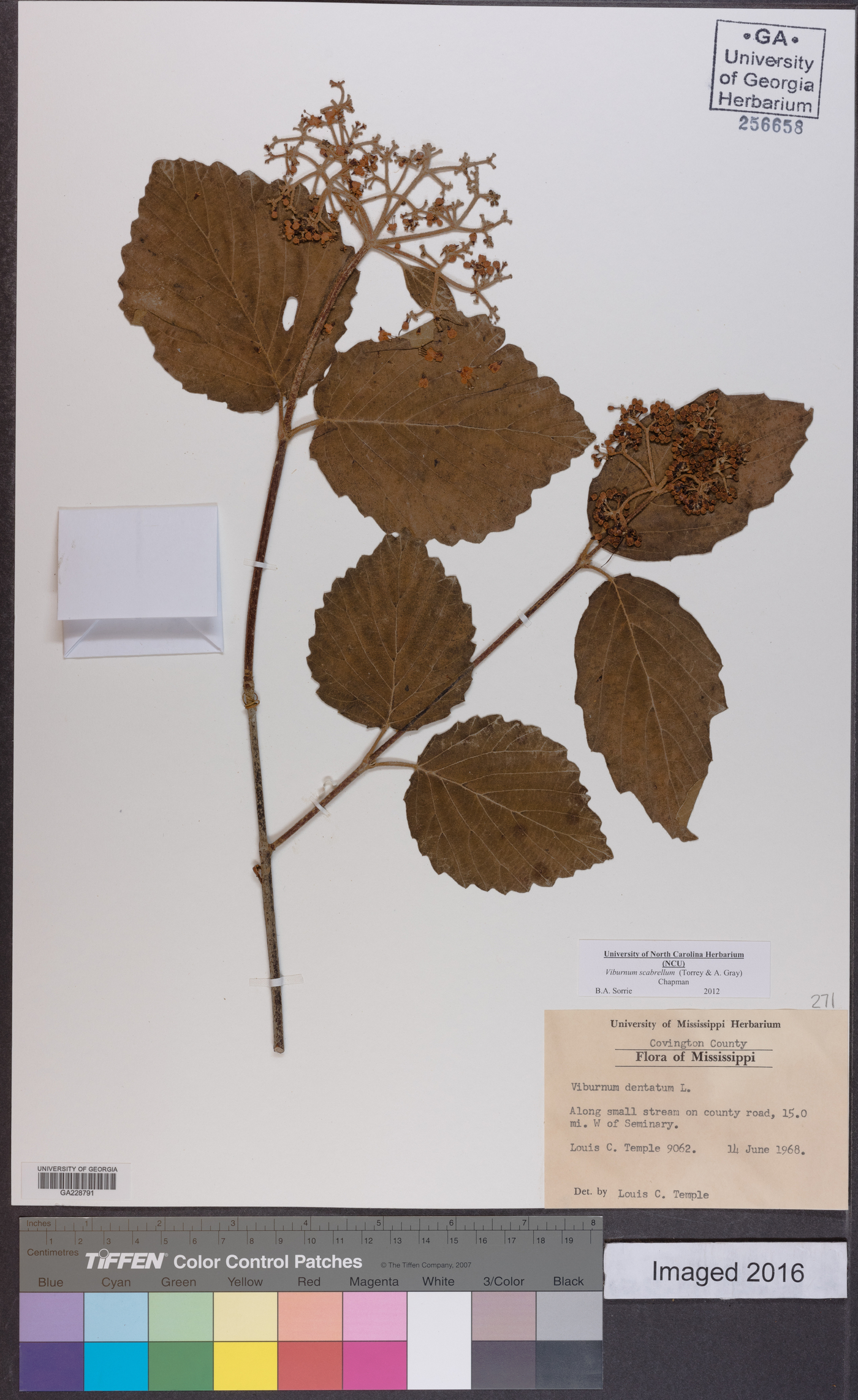 Viburnum dentatum var. dentatum image