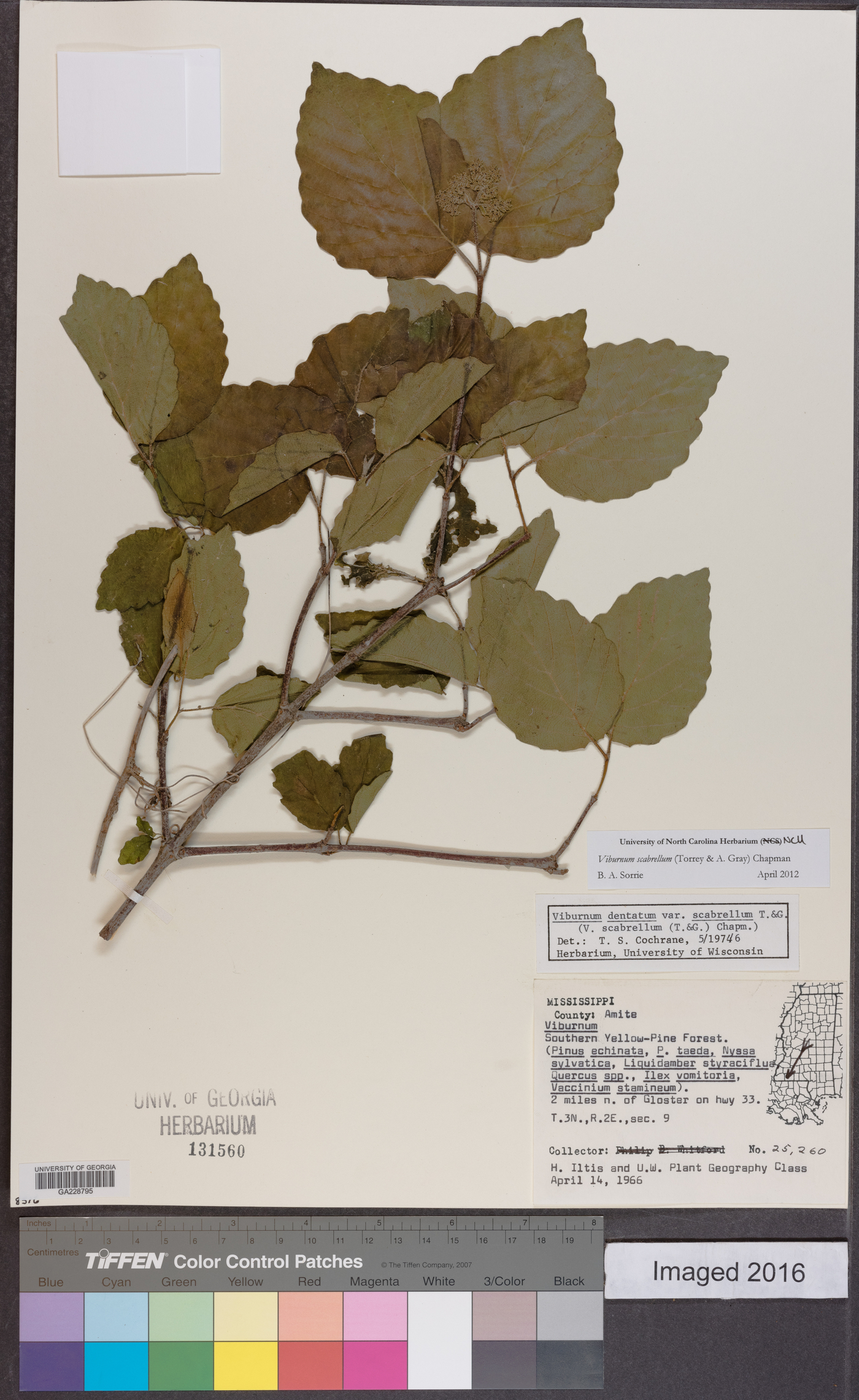 Viburnum dentatum var. dentatum image