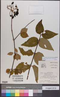 Viburnum dentatum var. dentatum image