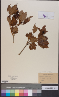 Viburnum trilobum image